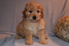 Picture of Australian Labradoodle