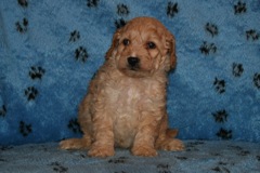 Picture of Australian Labradoodle