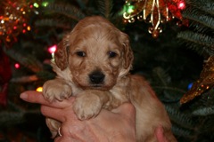 Picture of Australian Labradoodle