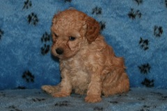 Picture of Australian Labradoodle