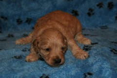 Picture of Australian Labradoodle