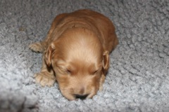 Picture of Australian Labradoodle