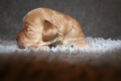 Picture of Australian Labradoodle
