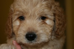 Picture of Australian Labradoodle