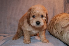 Picture of Australian Labradoodle