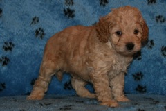 Picture of Australian Labradoodle