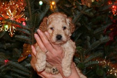 Picture of Australian Labradoodle