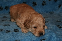 Picture of Australian Labradoodle