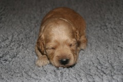 Picture of Australian Labradoodle