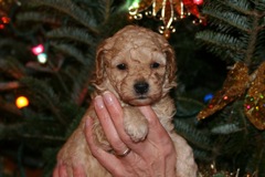 Picture of Australian Labradoodle