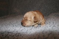 Picture of Australian Labradoodle