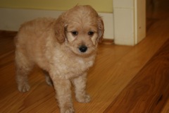 Picture of Australian Labradoodle
