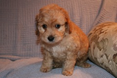 Picture of Australian Labradoodle