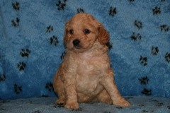 Picture of Australian Labradoodle