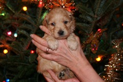 Picture of Australian Labradoodle