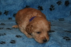 Picture of Australian Labradoodle