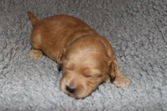 Picture of Australian Labradoodle