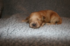 Picture of Australian Labradoodle