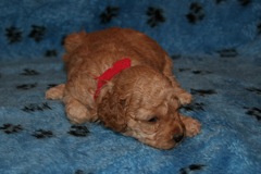 Picture of Australian Labradoodle