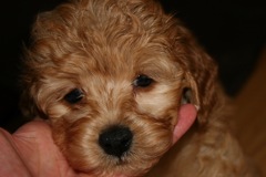 Picture of Australian Labradoodle
