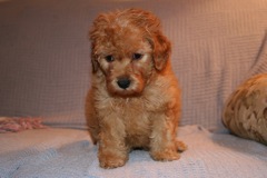 Picture of Australian Labradoodle