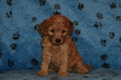 Picture of Australian Labradoodle