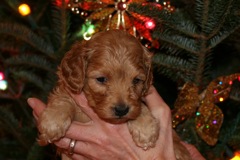 Picture of Australian Labradoodle