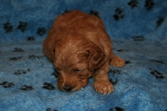 Picture of Australian Labradoodle