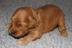 Picture of Australian Labradoodle