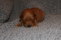 Picture of Australian Labradoodle