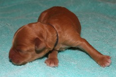Picture of Australian Labradoodle