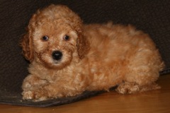 Picture of Australian Labradoodle