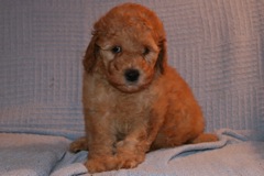 Picture of Australian Labradoodle