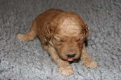 Picture of Australian Labradoodle