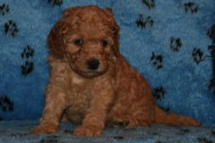 Picture of Australian Labradoodle