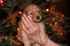 Picture of Australian Labradoodle