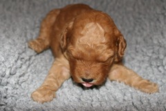 Picture of Australian Labradoodle