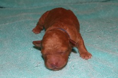 Picture of Australian Labradoodle