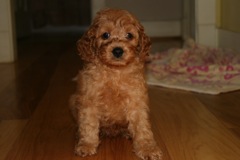 Picture of Australian Labradoodle