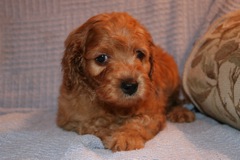 Picture of Australian Labradoodle