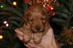 Picture of Australian Labradoodle
