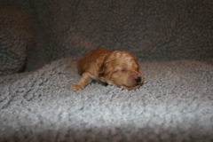 Picture of Australian Labradoodle