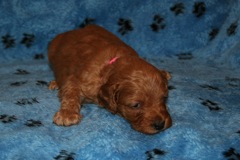 Picture of Australian Labradoodle
