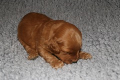 Picture of Australian Labradoodle