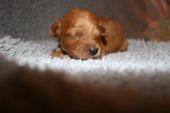 Picture of Australian Labradoodle