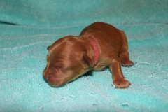 Picture of Australian Labradoodle