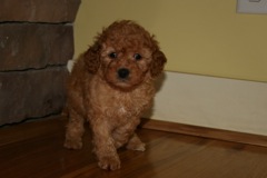 Picture of Australian Labradoodle
