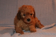 Picture of Australian Labradoodle