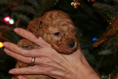 Picture of Australian Labradoodle