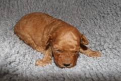 Picture of Australian Labradoodle